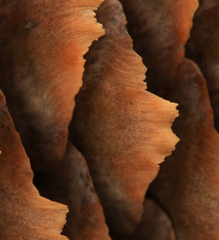 AI agents begin reducing manual work for Södra’s finance team